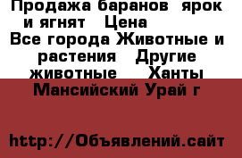 Продажа баранов, ярок и ягнят › Цена ­ 3 500 - Все города Животные и растения » Другие животные   . Ханты-Мансийский,Урай г.